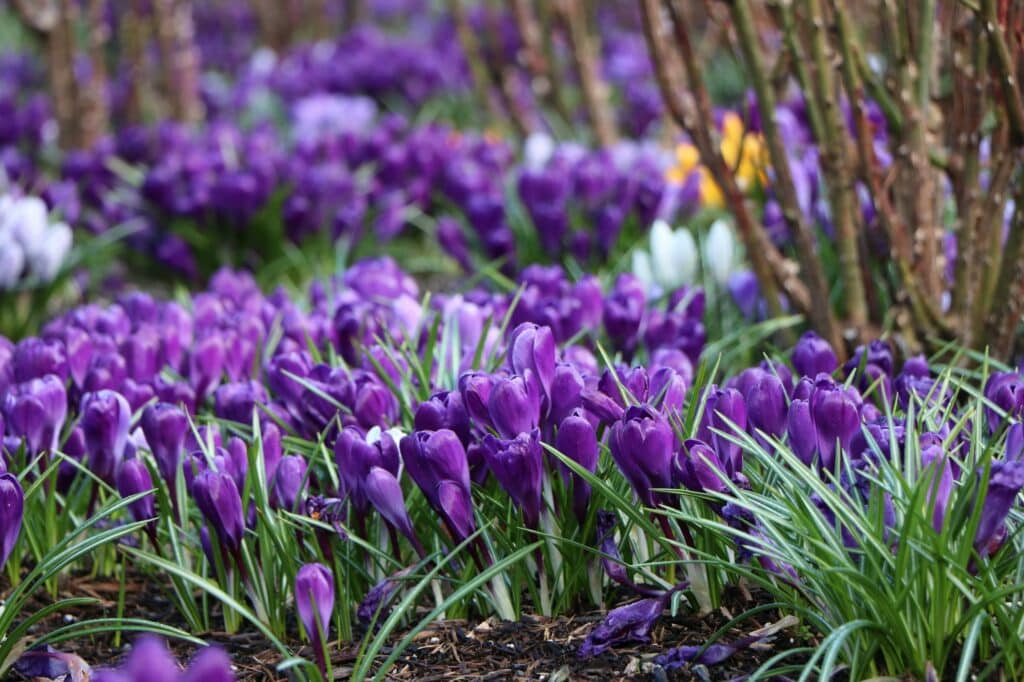 Crocus