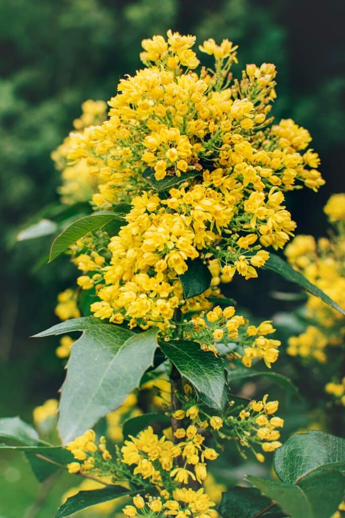 Mahonia