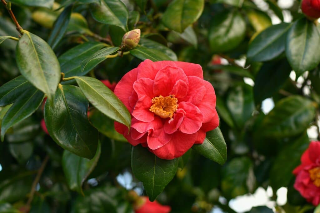 Camelia