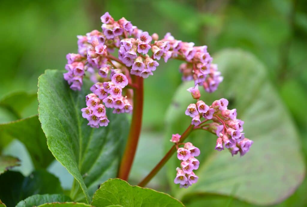 Bergenia