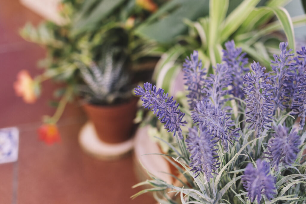 Lavande dans un pot