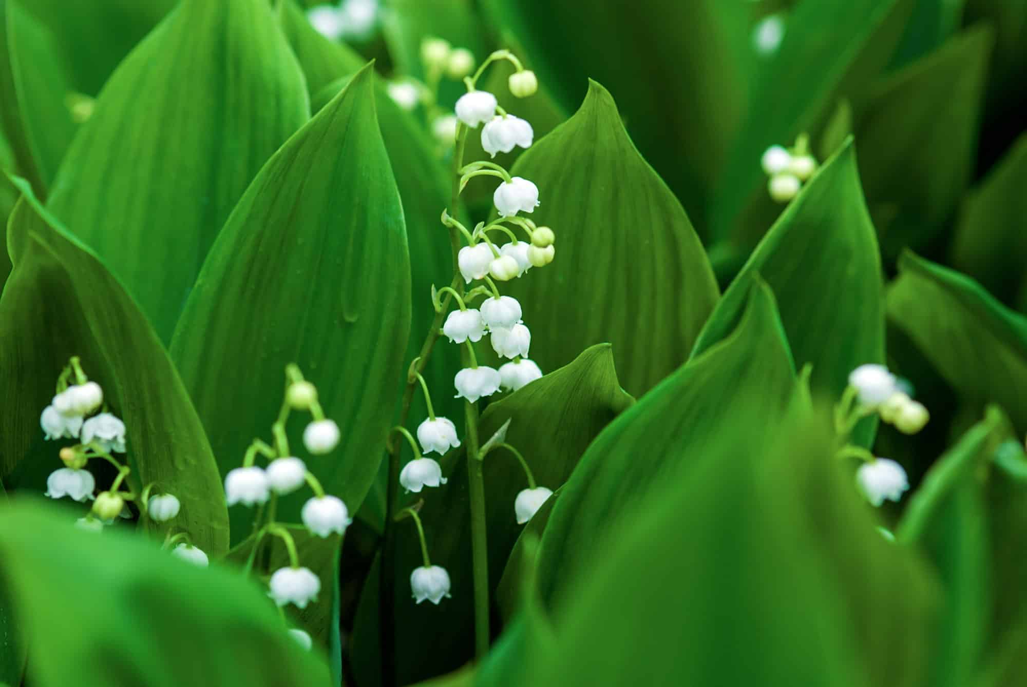 Comment replanter le muguet en pot 