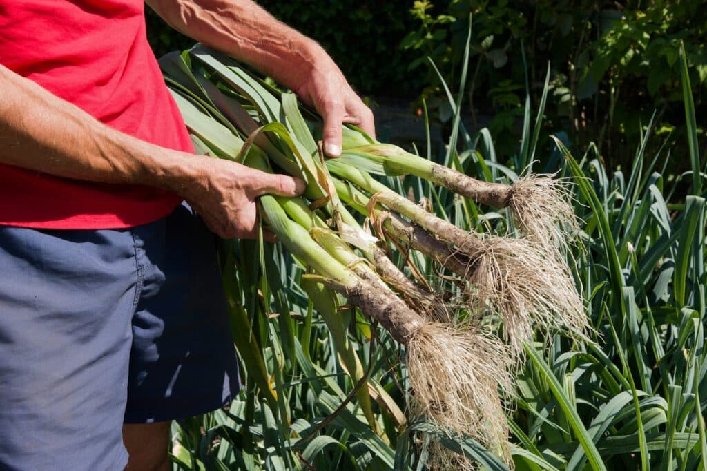 Semer et repiquer les poireaux : pourquoi et comment s'y prendre ?