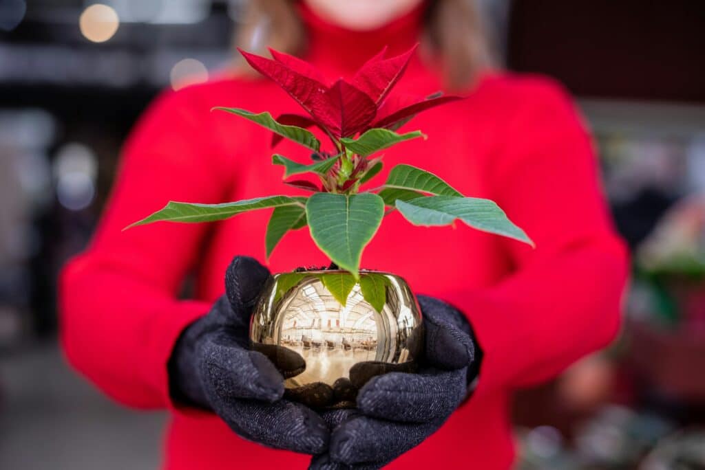 poinsettia plante à offrir pour noel