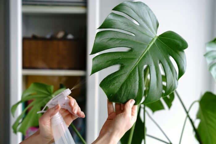 Utiliser le savon noir contre les cochenilles : Astuces et recette