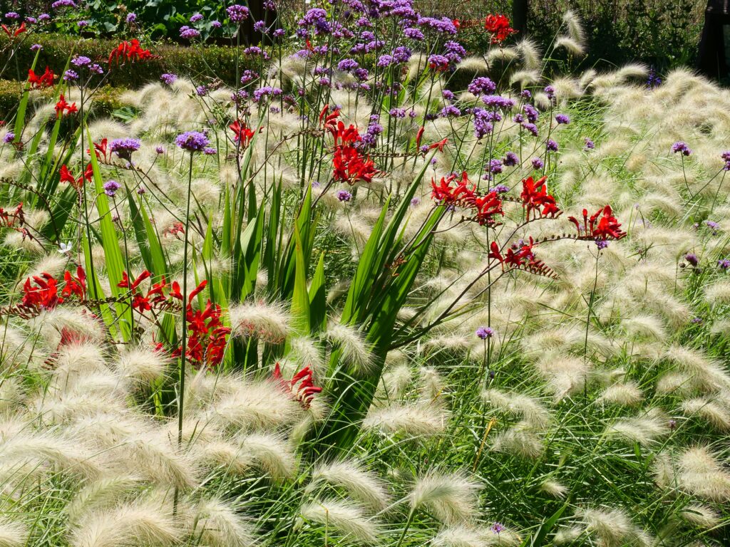 graminés paysagiste en bord de mer
