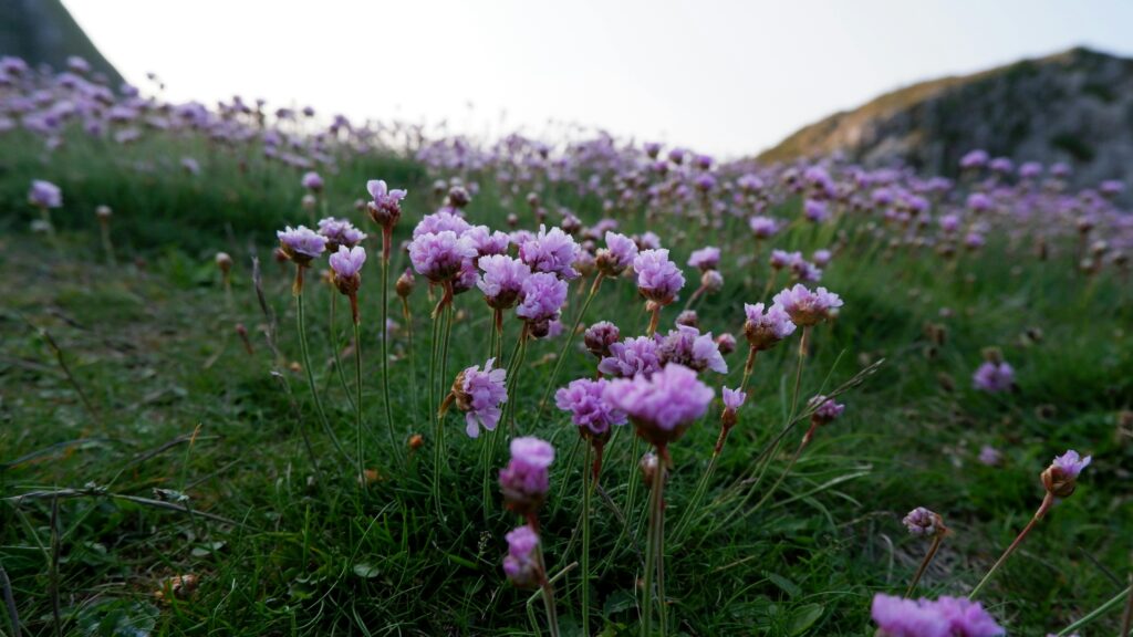 Armeria Maritima